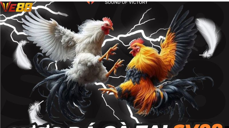 Tổng quan về đá gà VE88 hiện nay